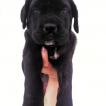 Athena, Cane Corso