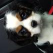 Pitchounette, Cavalier King Charles Spaniel