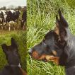 Odin, Beauceron