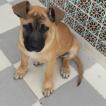 LIZA, Pastor Belga Malinois
