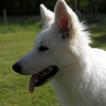 Okami