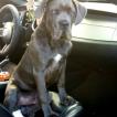 Harley Dragon McYandle, Cane Corso