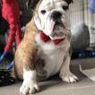 Luca, Bulldog