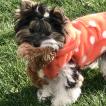 Tweety, Yorkshire Terrier