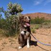 Hatch, Border Collie