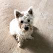 Paulie, West Highland Terrier