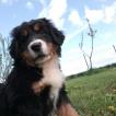 Plume, Boyero De Berna