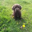 Pako, Labrador Retriever