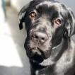 Oreo, Cane Corso