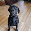 Zeke, Cane Corso