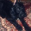 Nero, Schnauzer Gigante