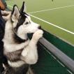 Lycan, Husky Siberiano