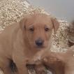 Paco, Labrador Retriever