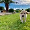 NANA, Labrador Retriever