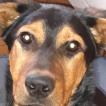 Olya, Beauceron