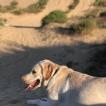 Rocky, Labrador Retriever