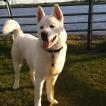 Loki, Akita Inu