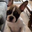 Remy, Bulldog Francés
