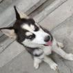 Freya, Siberian Husky