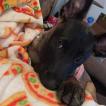 Tyr, Cane da pastore belga
