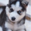 Robin, Husky Siberiano