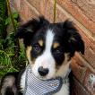 Molly, Border Collie