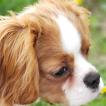 Lady, Cavalier King Charles Spaniel