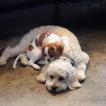 Teddy, Altri cani