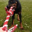 Obscur, Beauceron