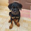 Tyga, Rottweiler