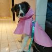 Kira, Border Collie