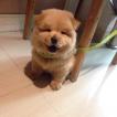 YukiChow, Chow chow
