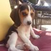 Thor, Beagle