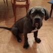Olly, Cane Corso