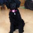 Leia, Caniche