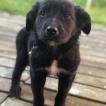 Pumba, Border Collie