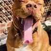 Wilson, Dogue de Bordeaux