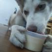 Zakoda Z Ruiz, Siberian Husky