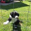 Shiloh, Border Collie