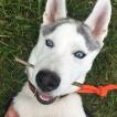 Nahia, Husky Siberiano