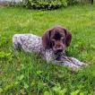 Luna, Braco Alemán De Pelo Corto