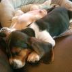 Hermes, Basset Hound