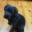 Oursonne, Cane Corso