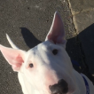 Zeus, Bull Terrier