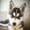 Pyra, Husky Siberiano