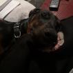 Zara, Dobermann