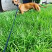 Freya, Rhodesian Ridgeback