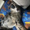 Lennie, Border Collie