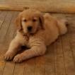 Sky, Golden Retriever