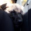 Sparrow, Dogo Canario